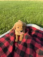Purple Female Pup, a female Golden Retriever for sale in Center, MO – 3 of 9