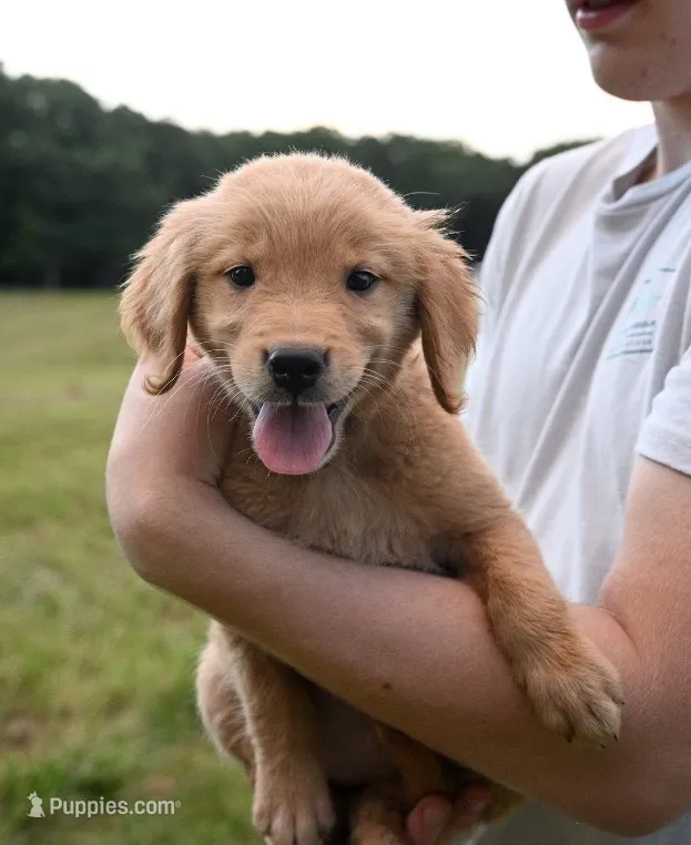 Yellow Female Pup – Golden Retriever puppy for sale in Center, MO