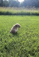 Light Blue Male Pup, a male Golden Retriever for sale in Center, MO – 3 of 5