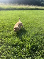 Green Male Pup, a male Golden Retriever for sale in Center, MO – 5 of 7