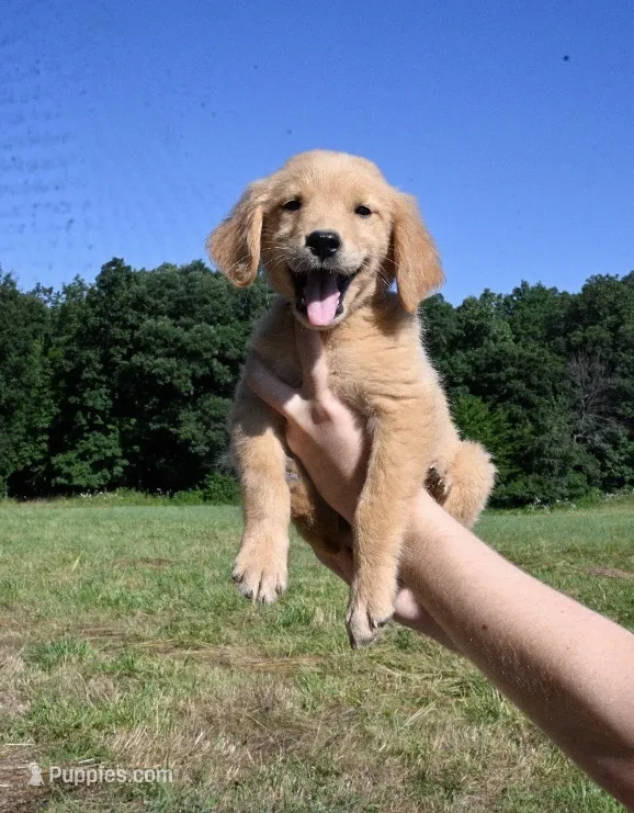 Yellow Female Pup – Golden Retriever puppy for sale in Center, MO