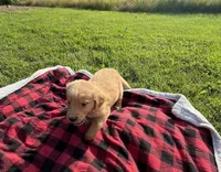 Light Blue Male Pup, a male Golden Retriever for sale in Center, MO – 2 of 5