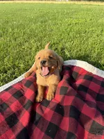 Purple Female Pup, a female Golden Retriever for sale in Center, MO – 7 of 9