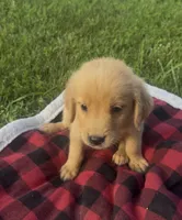 Red Female Pup, a female Golden Retriever for sale in Center, MO – 2 of 9