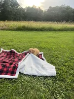 Red Female Pup, a female Golden Retriever for sale in Center, MO – 7 of 9