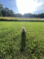 Light Blue Male Pup, a male Golden Retriever for sale in Center, MO – 4 of 5
