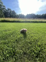 Light Blue Male Pup, a male Golden Retriever for sale in Center, MO – 5 of 5