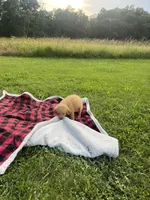 Red Female Pup, a female Golden Retriever for sale in Center, MO – 9 of 9