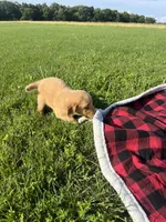 Blue Male Pup, a male Golden Retriever for sale in Center, MO – 5 of 5