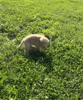 Yellow Female Pup, a female Golden Retriever for sale in Center, MO – 2 of 4