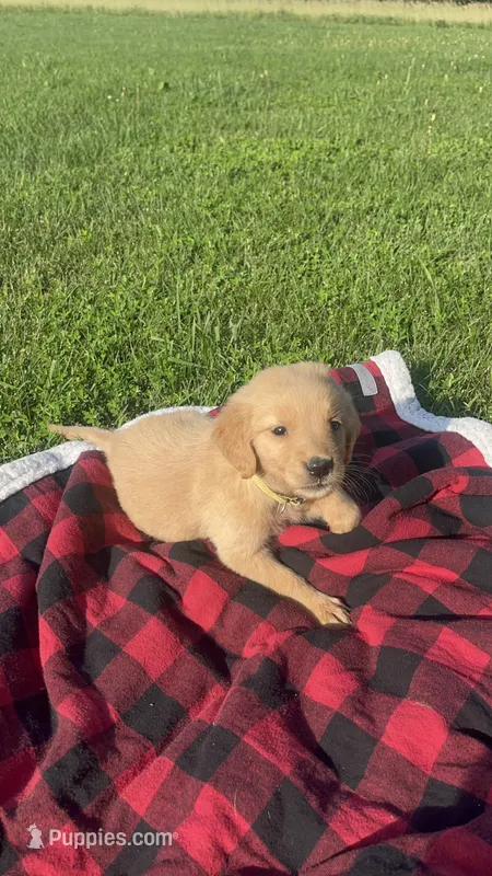 Yellow Female Pup – Golden Retriever puppy for sale in Center, MO