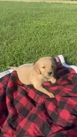 Yellow Female Pup, a female Golden Retriever for sale in Center, MO – 1 of 4