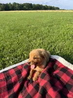 Purple Female Pup, a female Golden Retriever for sale in Center, MO – 4 of 9