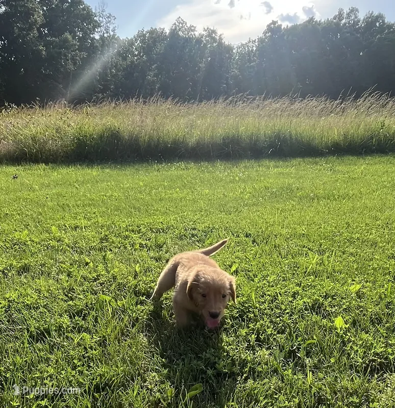 Green Male Pup – Golden Retriever puppy for sale in Center, MO