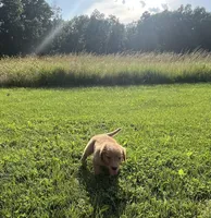 Green Male Pup, a male Golden Retriever for sale in Center, MO – 1 of 7