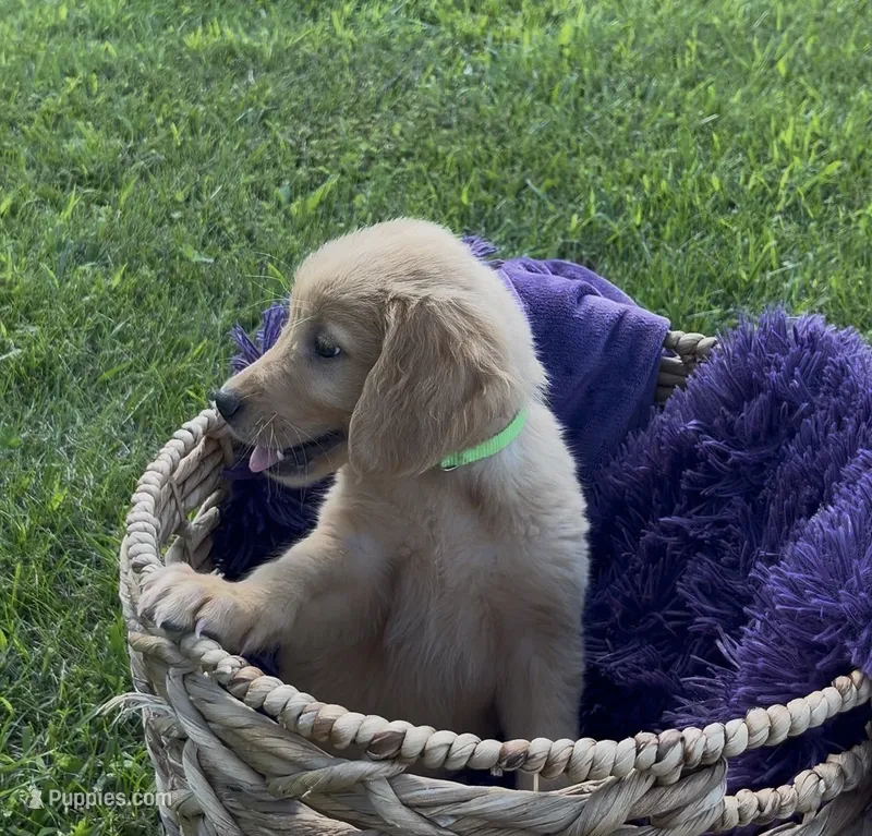 Light Green Male Pup – Golden Retriever puppy for sale in Center, MO