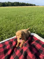 Purple Female Pup, a female Golden Retriever for sale in Center, MO – 9 of 9