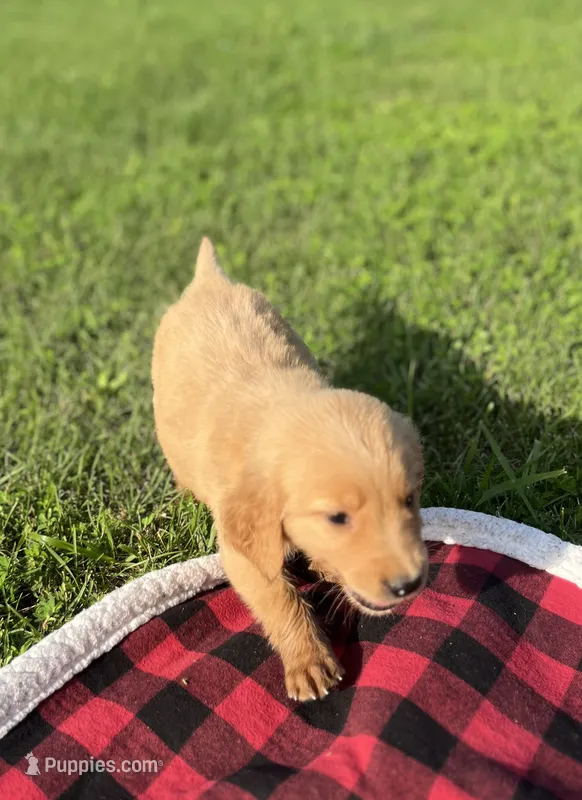 Light Blue Male Pup – Golden Retriever puppy for sale in Center, MO