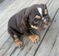Choco, a male English Bulldog for sale in Dundee, NY – 4 of 6