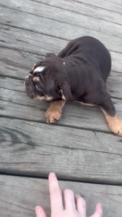 Choco, a male English Bulldog for sale in Dundee, NY – 6 of 6