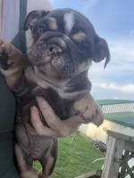 Choco, a male English Bulldog for sale in Dundee, NY – 3 of 6