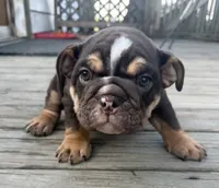 Choco, a male English Bulldog for sale in Dundee, NY – 2 of 6