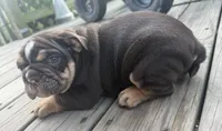 Choco, a male English Bulldog for sale in Dundee, NY – 5 of 6