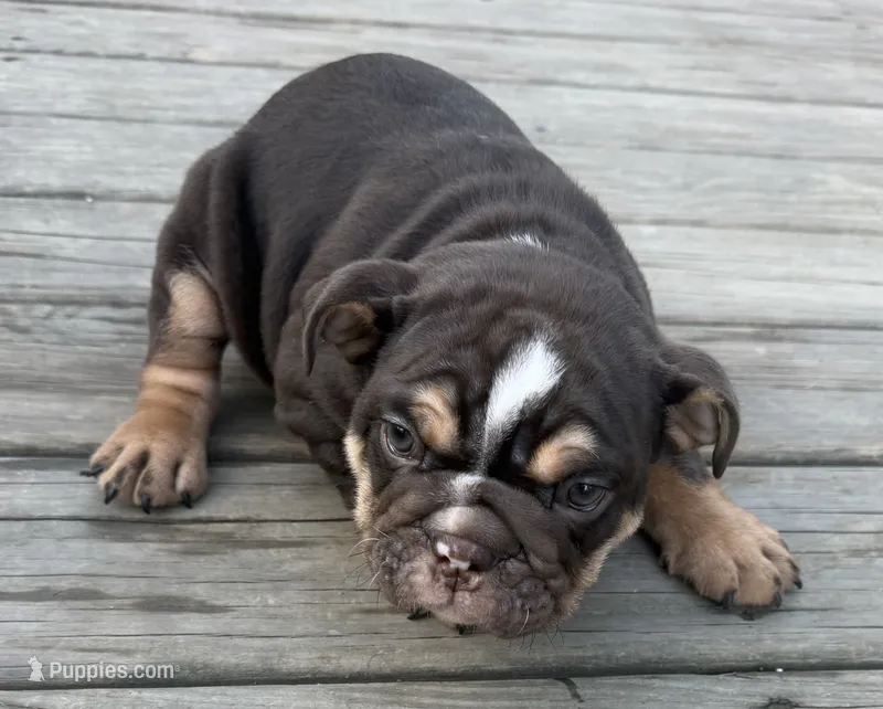 Choco – English Bulldog puppy for sale in Dundee, NY