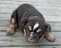 Choco, a male English Bulldog for sale in Dundee, NY – 1 of 6