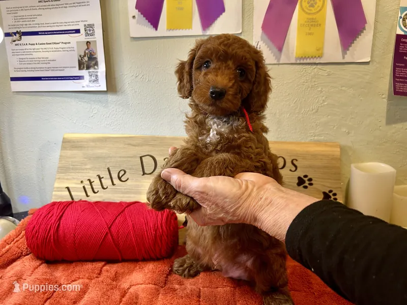 Crimson Knight – Goldendoodle puppy for sale in Falcon, CO