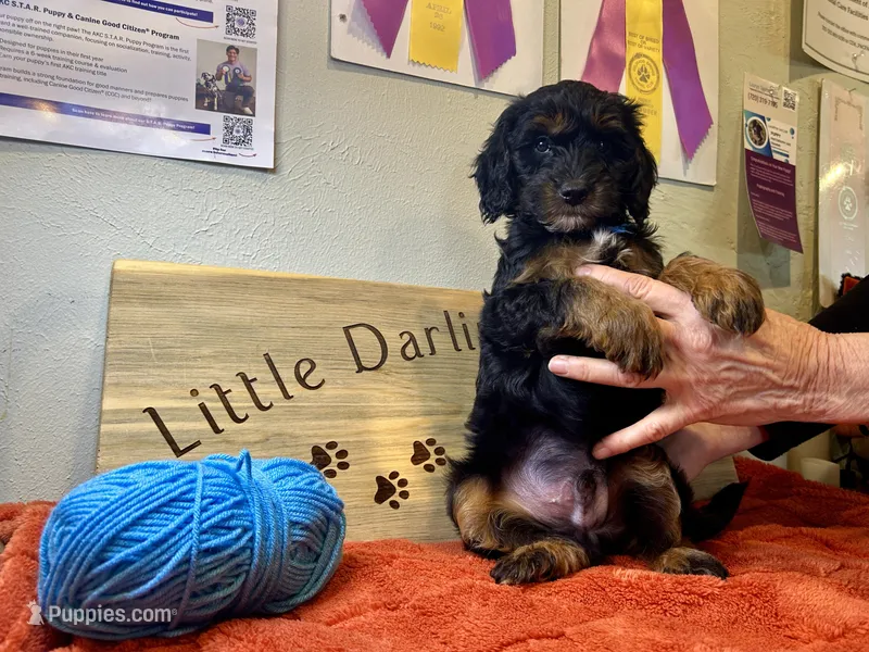 Sapphire King  – Goldendoodle puppy for sale in Falcon, CO