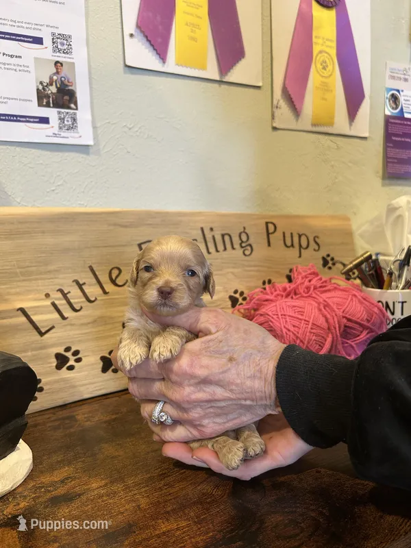 Pink – Miniature Goldendoodle puppy for sale in Falcon, CO