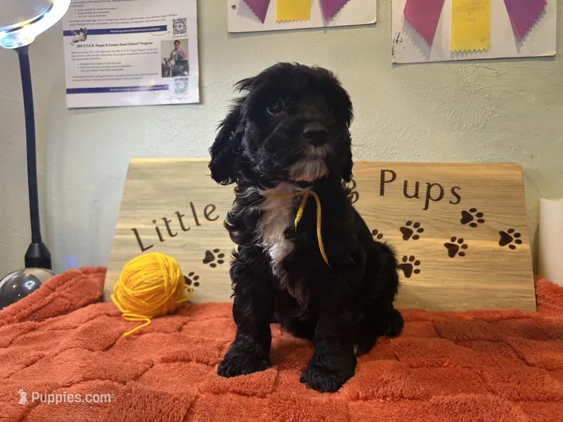 Citrine Squire  – Goldendoodle puppy for sale in Falcon, CO
