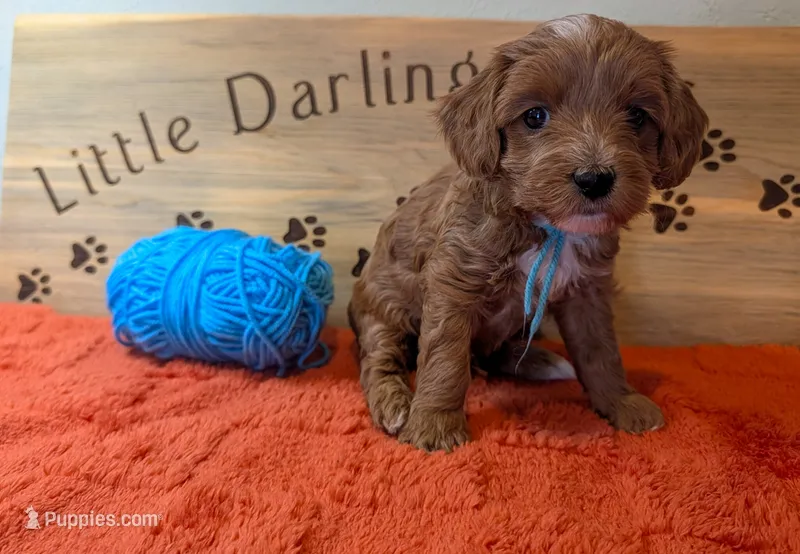 Robin’s egg – Goldendoodle puppy for sale in Falcon, CO