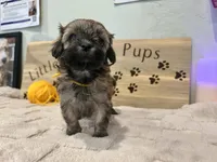 Browned goldenrod boy, a male Shihpoo for sale in Falcon, CO – 3 of 4