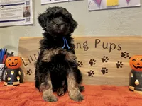 Buddy Boy Blue , a male Goldendoodle for sale in Falcon, CO – 2 of 3