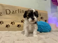 Robins Egg Boy Blu, a male Shihpoo for sale in Falcon, CO – 3 of 4