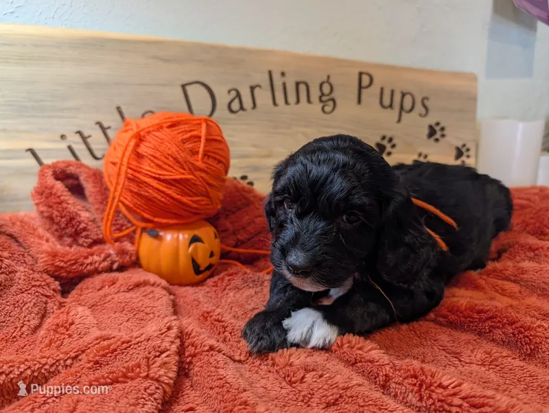 Tangerine Jester – Goldendoodle puppy for sale in Falcon, CO