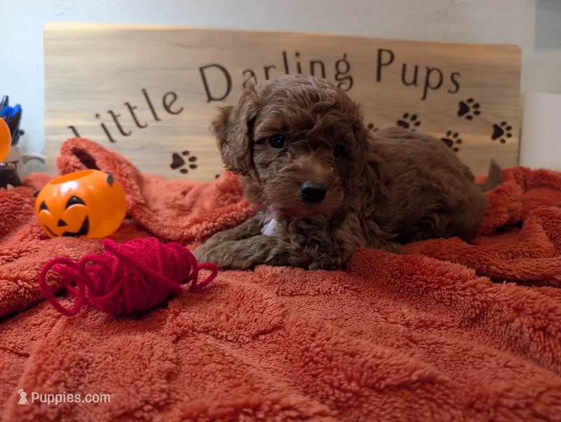 Crimson Knight – Goldendoodle puppy for sale in Falcon, CO
