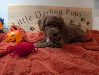 Crimson Knight, a male Goldendoodle for sale in Falcon, CO – 1 of 1
