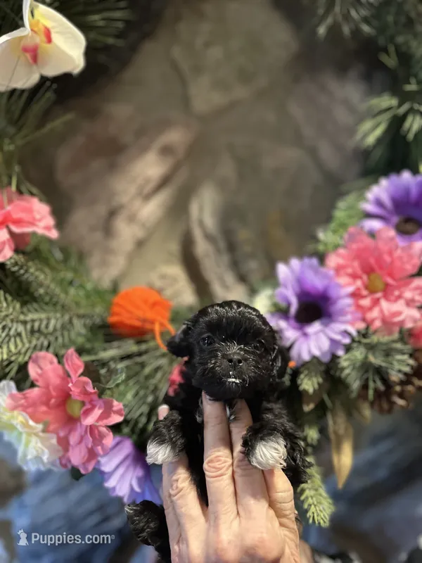 Orange – Shihpoo puppy for sale in Falcon, CO
