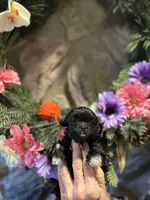 Orange, a female Shihpoo for sale in Falcon, CO – 1 of 2