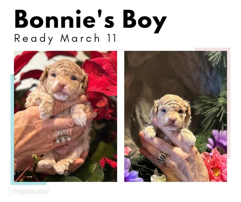 Bonnie's Boy
