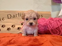 Pink Blossom , a female Shihpoo for sale in Falcon, CO – 4 of 4