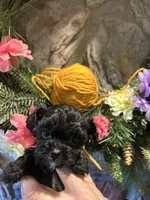 Yellow, a female Shihpoo for sale in Falcon, CO – 1 of 2