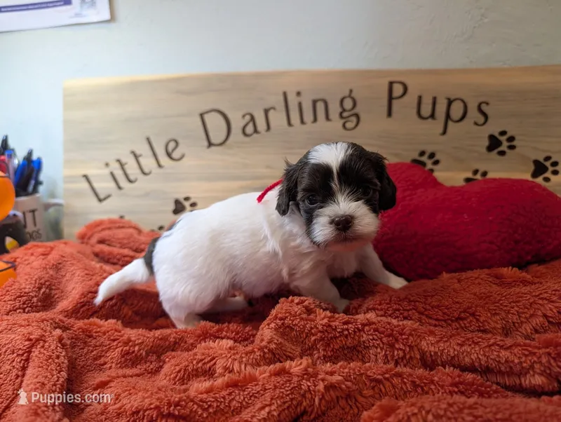 Cherry Cordial – Shihpoo puppy for sale in Falcon, CO