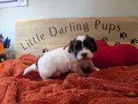 Cherry Cordial, a female Shihpoo for sale in Falcon, CO – 1 of 1