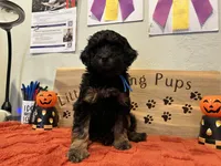 Buddy Boy Blue , a male Goldendoodle for sale in Falcon, CO – 3 of 3