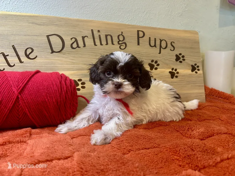 Cherry Cordial – Shihpoo puppy for sale in Falcon, CO
