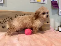 Pink Blossom , a female Shihpoo for sale in Falcon, CO – 3 of 4